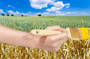 Canvas Print - brush paints ripe harvest in green wheat field