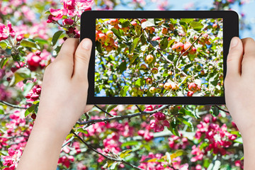 Sticker - photo of ripe pink apples on tree with blossoms