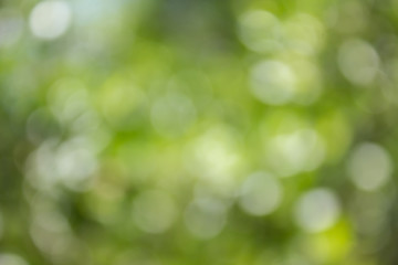 Wall Mural - NATURAL TREE BOKEH BACKGROUND