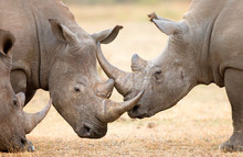 White Rhinoceros Locking Horns