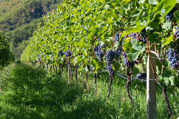 lot of grape vine plants for red wine at alto adige