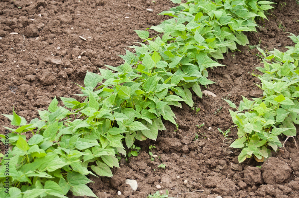 jardin-potager-haricots-verts-stock-photo-adobe-stock