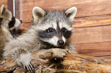 Wall Mural - portrait of a adorable raccoon