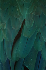 Wall Mural - a close up of parrot feathers