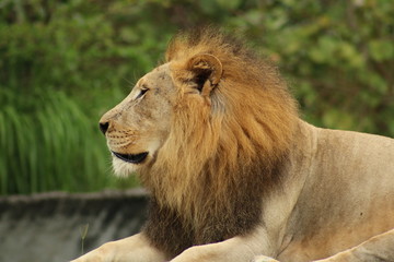 Canvas Print - a large male lion in the wild