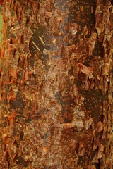 Poster - a close up of bark texture