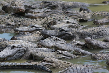 Canvas Print - a pond full of american alligators