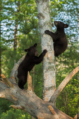 Young Black Bears (Ursus americanus) Climb Up Tree