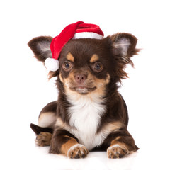 Wall Mural - brown chihuahua puppy in a santa hat