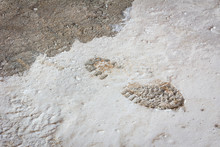 Single Boot Footprint On Wet Concrete In Construction Site