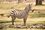 Fototapeta Konie - Zebra standing on path looking towards camera