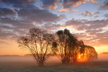 Sunrise Between Trees On A Misty Meadow