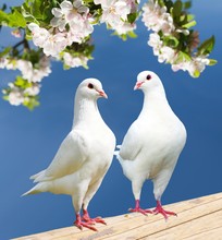 Two White Pigeon On Flowering Background