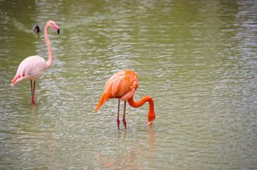 Wall Mural - Flamingo