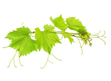 Vine Leaves Branch Isolated On White Background