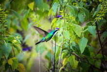 Green Violet Eared Hummingbird In The Central Mountains Of Mexico. This Is A Rare Picture Of A Medium Sized Hummingbird That Is Very Elusive And Shy. 
