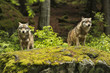 European wolf, Europaeischer Wolf, Canis lupus, wolf, CZECH REPUBLIC