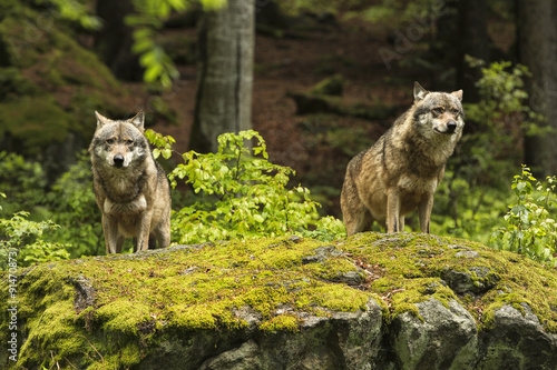 Photographie Loup d'Europe, Europaeischer Wolf, Canis lupus, loup, RÉPUBLIQUE TCHÈQUE