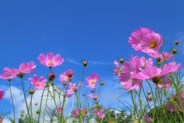 Wall Mural - Cosmos flower fields background.