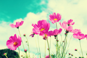 Wall Mural - Retro cosmos flower fields background.