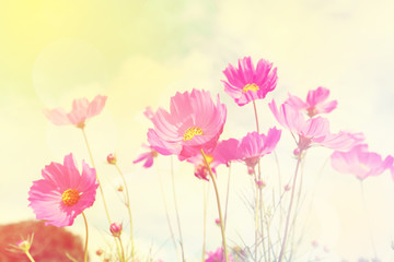 Wall Mural - Retro cosmos flower fields background.