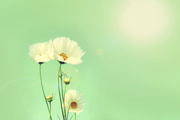 Wall Mural - Retro cosmos flower fields background.