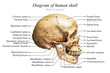 Human skull diagram