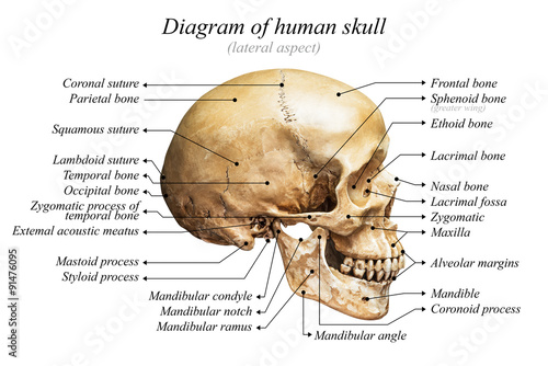 Human skull diagram with labels