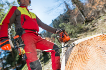 Wall Mural - Lumberjack cutting and measuring a tree in forest