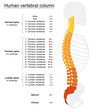 Vertebral column with names and numbers of the vertebras - lateral view - fiery colors. Isolated vector illustration on white background.