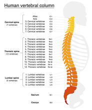 Vertebral Column With Names And Numbers Of The Vertebras - Lateral View - Fiery Colors. Isolated Vector Illustration On White Background.