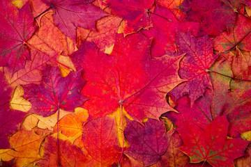 Wall Mural - autumn maple leaves background