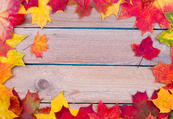 Wall Mural - autumn maple leaves background