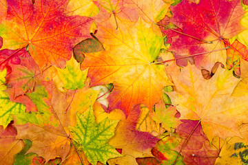 Wall Mural - autumn maple leaves background