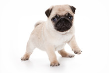 Funny Pug Puppy Looking At The Camera (isolated On White)