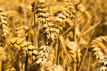 Closeup of Ripe Golden Grain