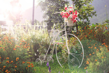 Flower Decoration On White Bicycle In The Garden