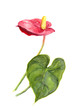 Exotic flower - Anthurium. Watercolor