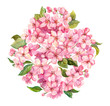 Pink spring flowers - sakura, apple flowers blossom. Watercolor