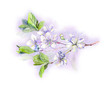 Blooming white cherry tree flowers-japanese sakura, watercolor