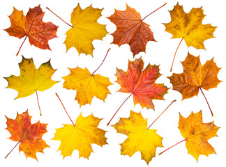 set of maple leaves on white background