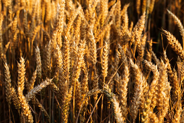 backdrop of ripening ears of yellow wheat field on the sunset cl