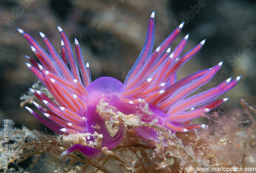 Obraz Dibond purpurowy nudibranch ślizga się po algach