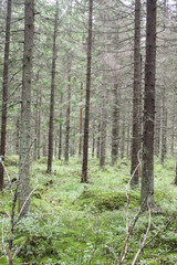  Barren forest