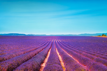 Wall Mural - Lavender flowers blooming field and clear sky. Valensole, Proven