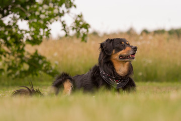 Wall Mural - Dog lying in a meadow and watch attentively