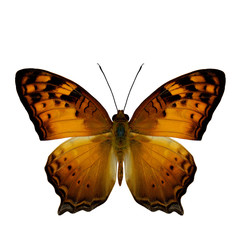 The Vagrant Butterfly stretch back wings profile in natural colo