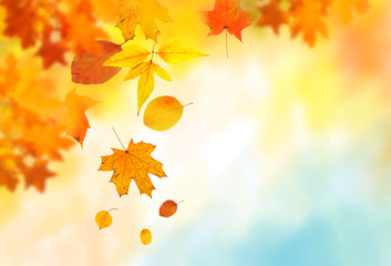 autumn leaves background