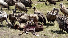 Vultures Eating The Remains Of An Antelope