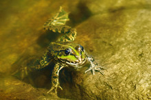 Edible Frog In Muddy Water